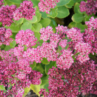 Sedum spectabile brilliant ( brilliant group ) - Vetkruid Brilliant (x3) - Vaste planten