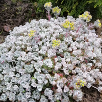 Sedum 'Cape Blanco' / Vetkruid - Sedum spathulifolium cape blanco - Bakker