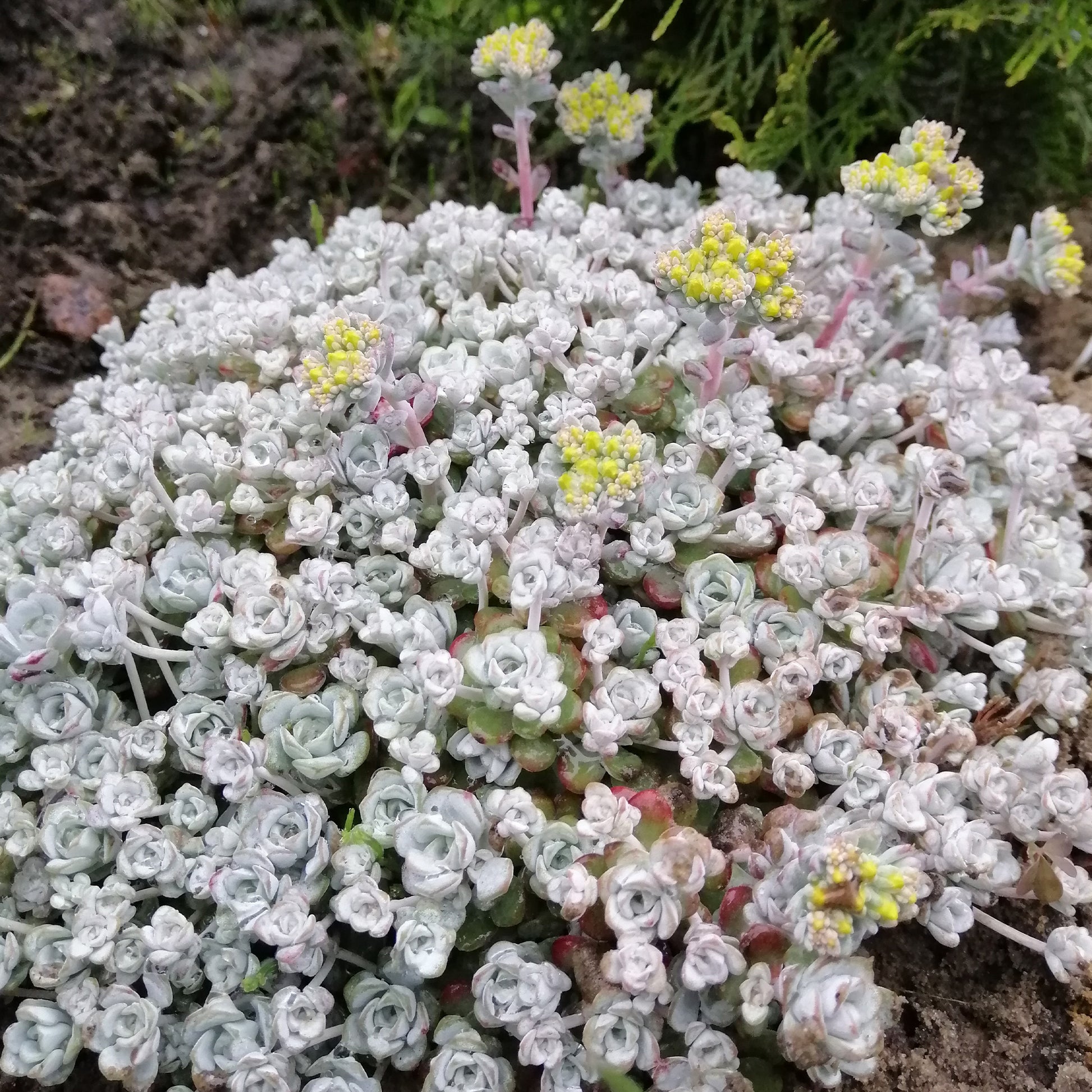 Sedum 'Cape Blanco' / Vetkruid - Sedum spathulifolium cape blanco - Bakker