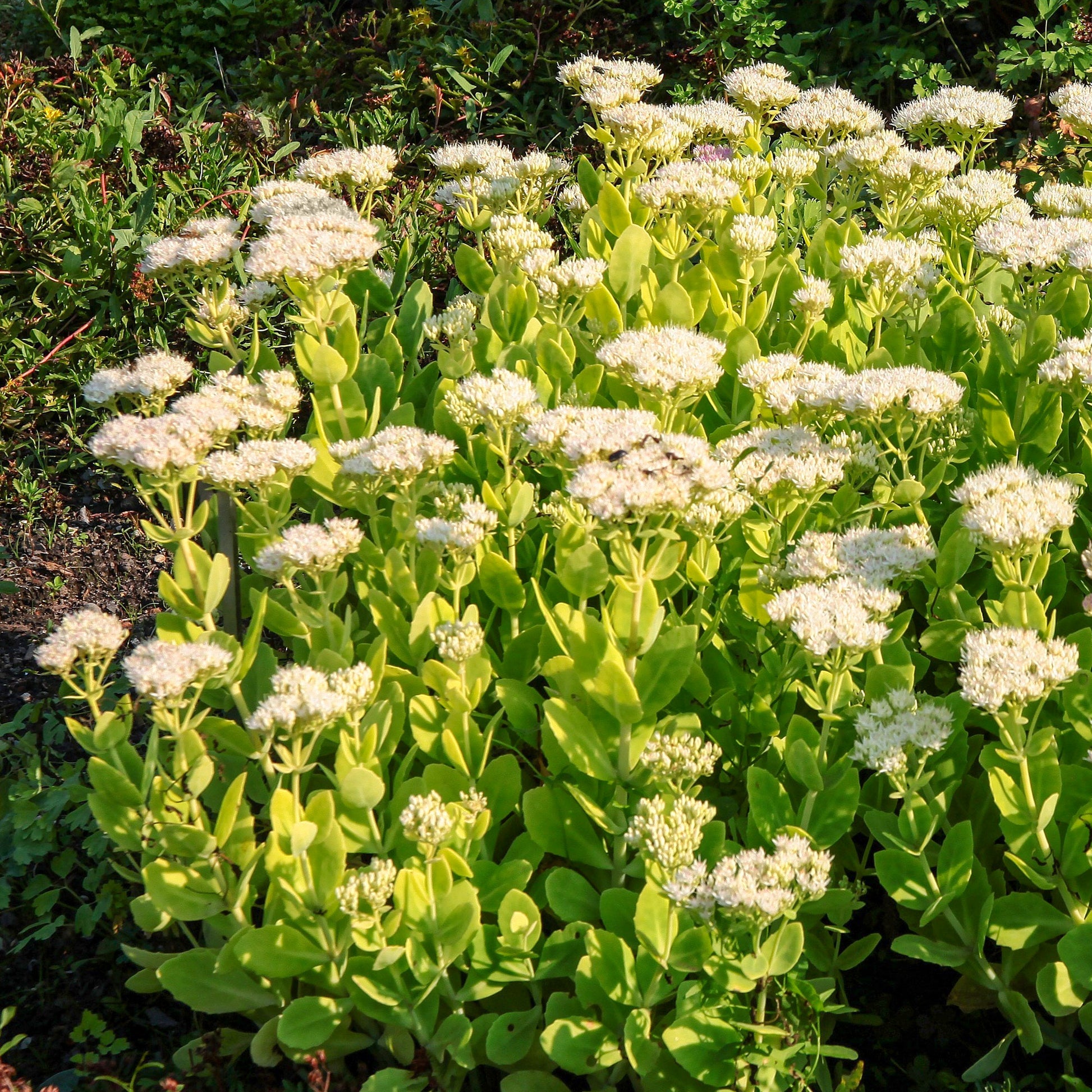 Vaste planten - Vetkruid 'Stardust' - Sedum spectabile Stardust