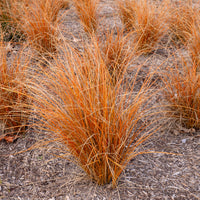Smalbladige zegge 'Bronze Form' - Bakker