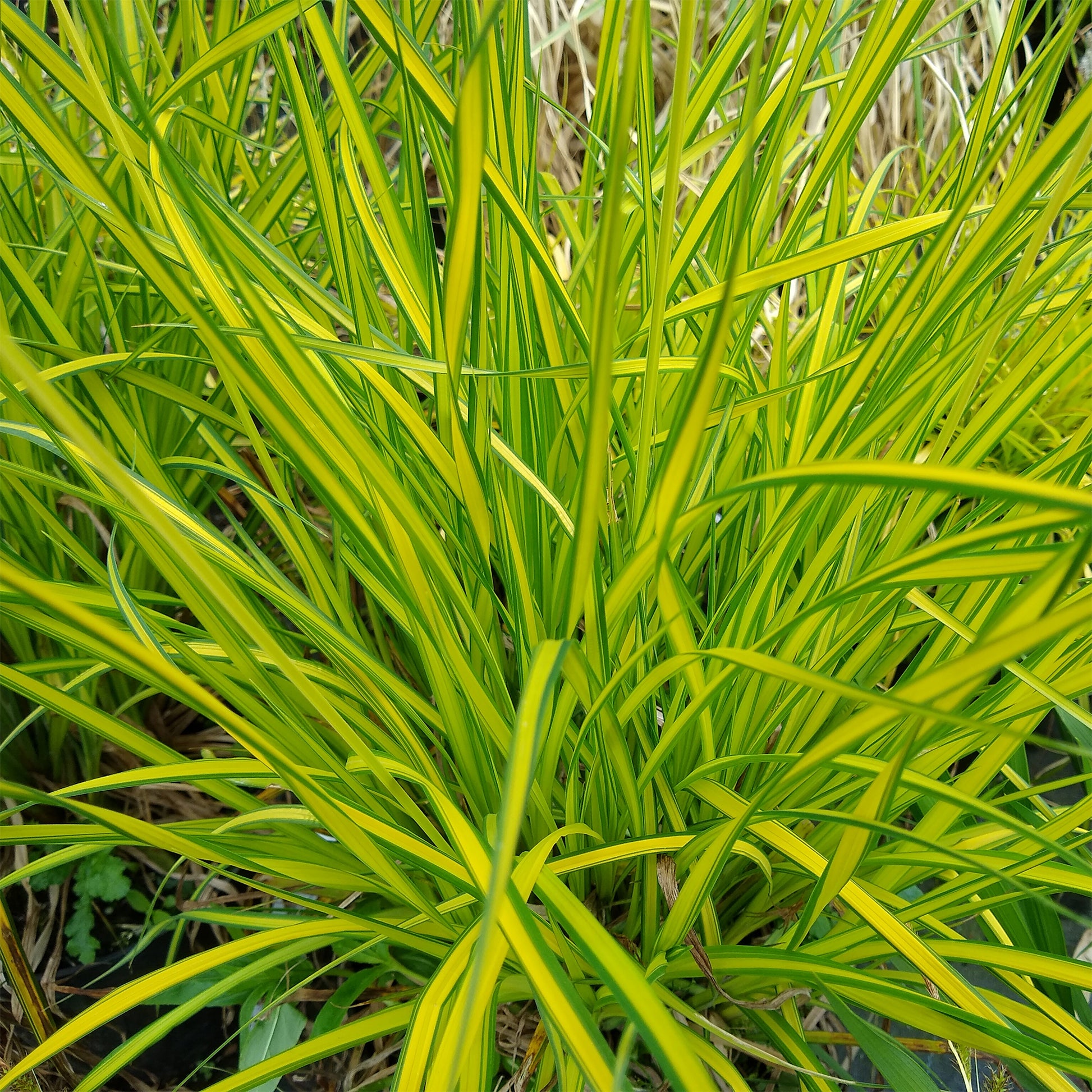 Zegge Aurea Carex - Bakker