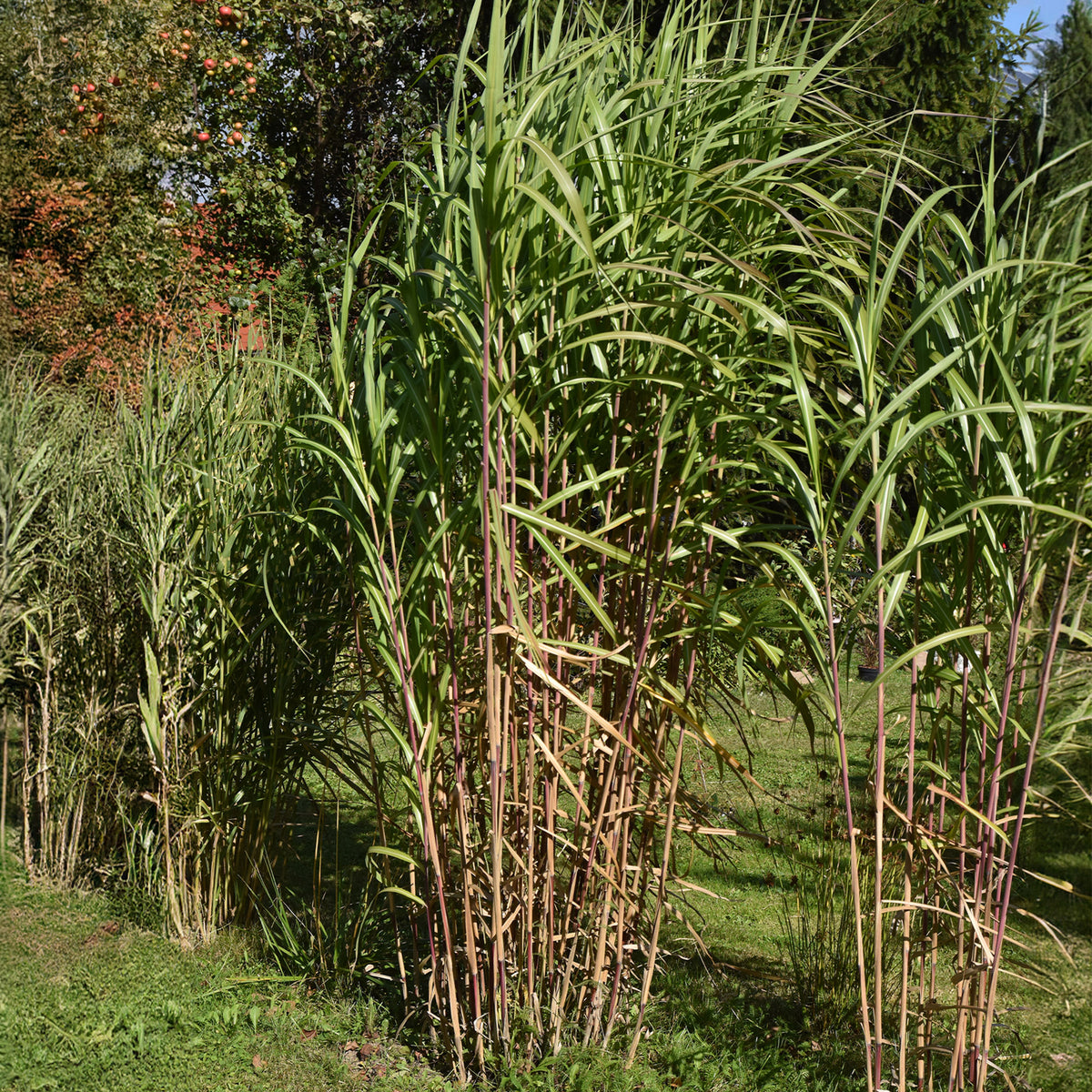 Prachtriet - Miscanthus giganteus (floridulus) - Bakker