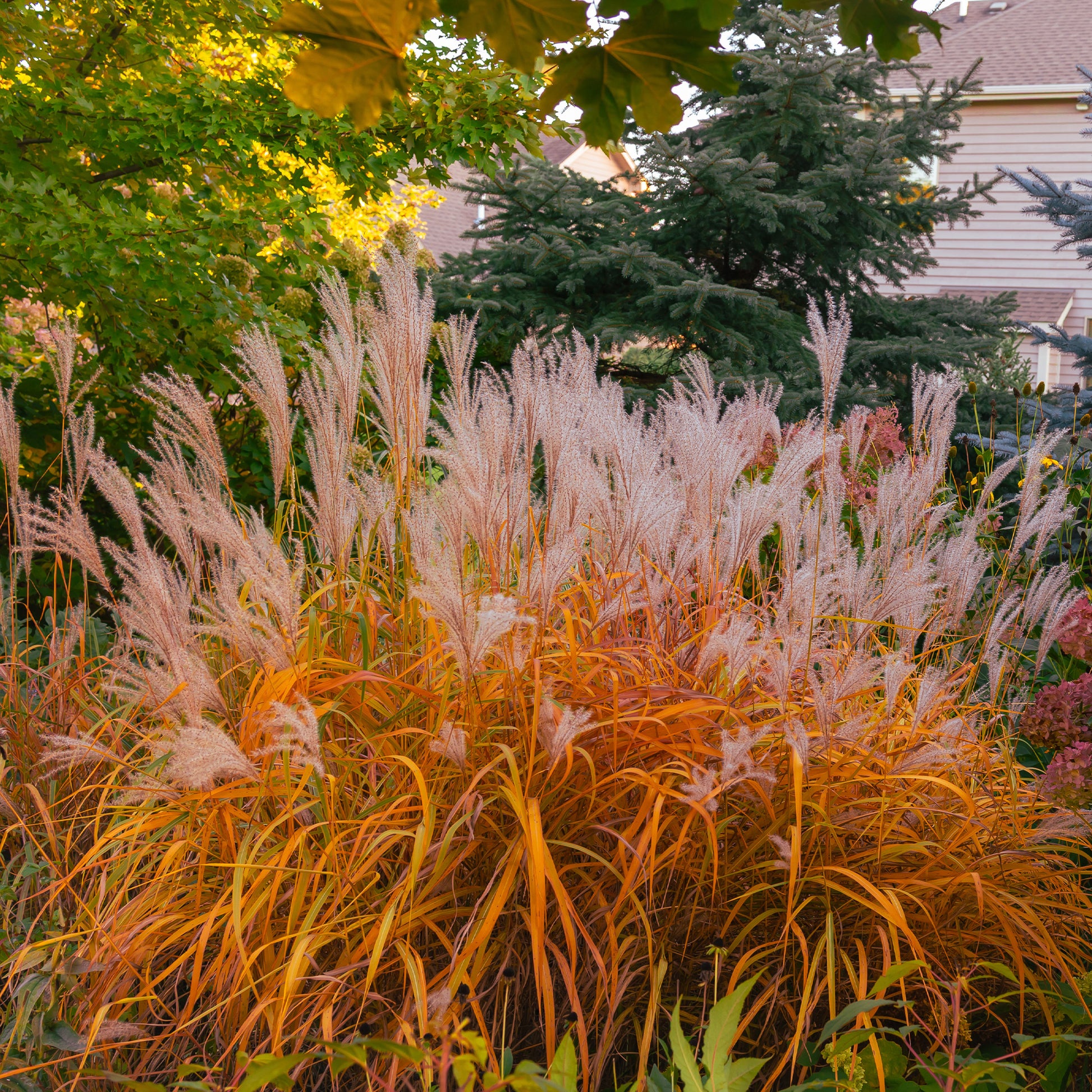 Prachtriet 'Purpurascens' - Bakker