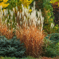 Eulalie - Chinees riet - Prachtriet 'Purpurascens' - Miscanthus sinensis ssp purpurascens
