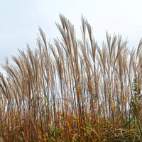 Prachtriet China - Miscanthus sinensis china - Bakker
