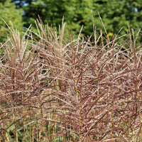 Miscanthus sinensis china - Prachtriet China - Miscanthus - Chinees riet