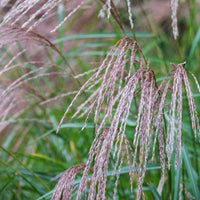 Chinees riet 'Flamingo' - Miscanthus sinensis flamingo - Bakker