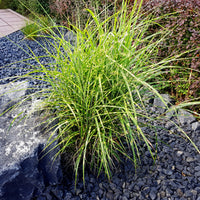 Chinees riet 'Strictus' - Miscanthus sinensis strictus - Bakker