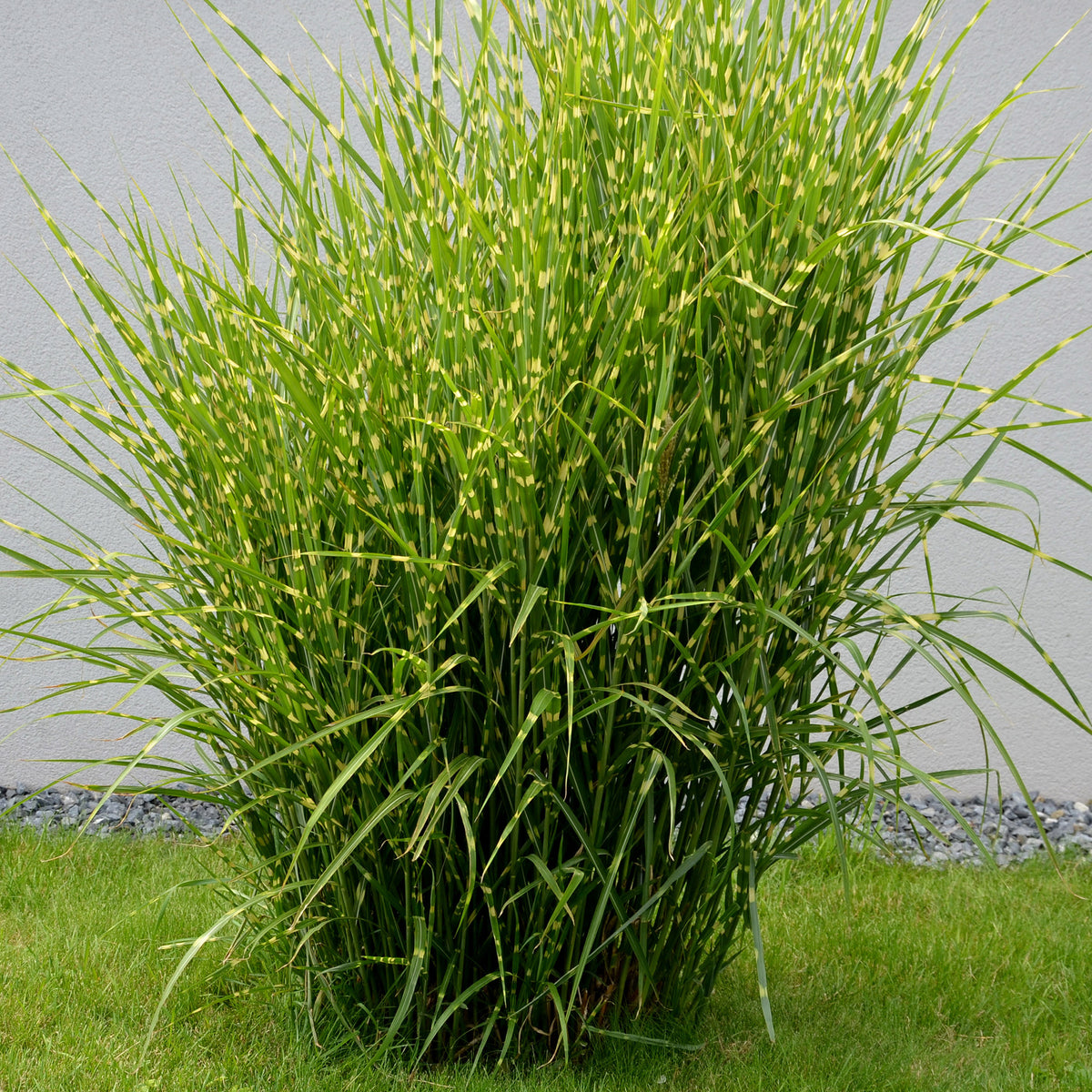 Chinees riet 'Strictus' - Miscanthus sinensis strictus - Bakker