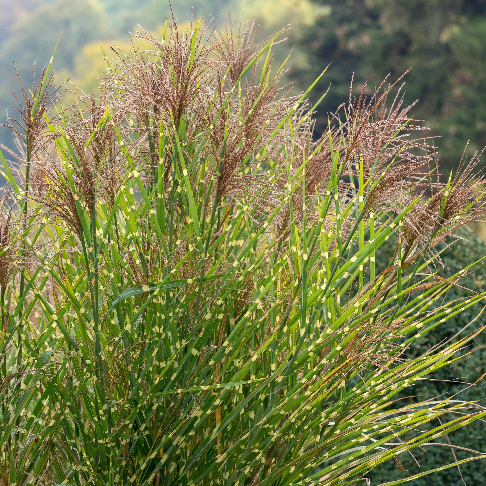 Miscanthus - Chinees riet - Prachtriet Zebrinus Prachtriet - Miscanthus sinensis Zebrinus
