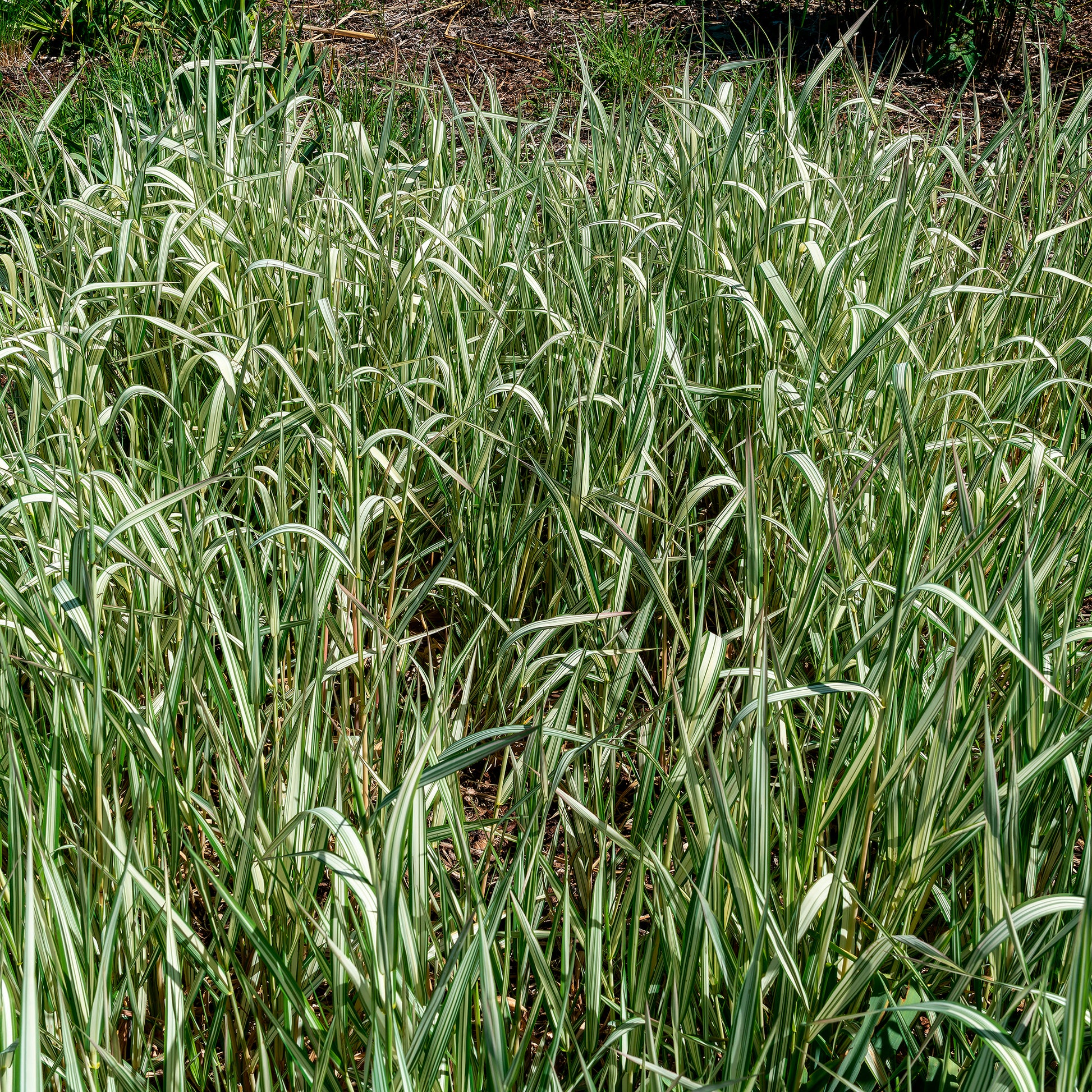 Rietgras Feesey - Phalaris arundinacea Feesey - Bakker