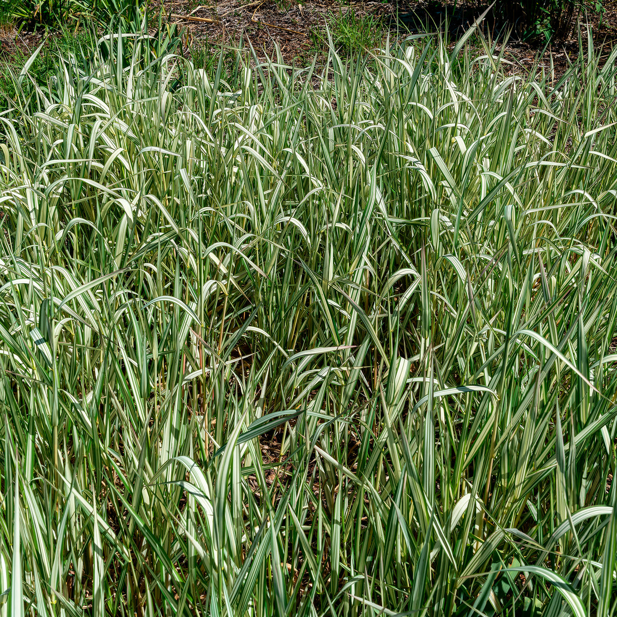 Rietgras Feesey - Phalaris arundinacea Feesey - Bakker