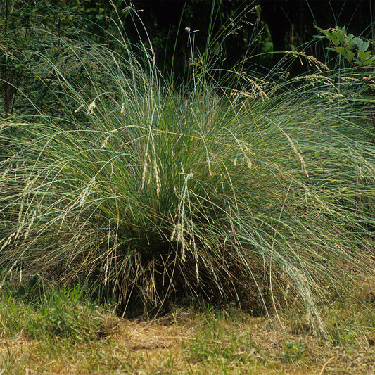 Beemdgras Tussock grass - Bakker