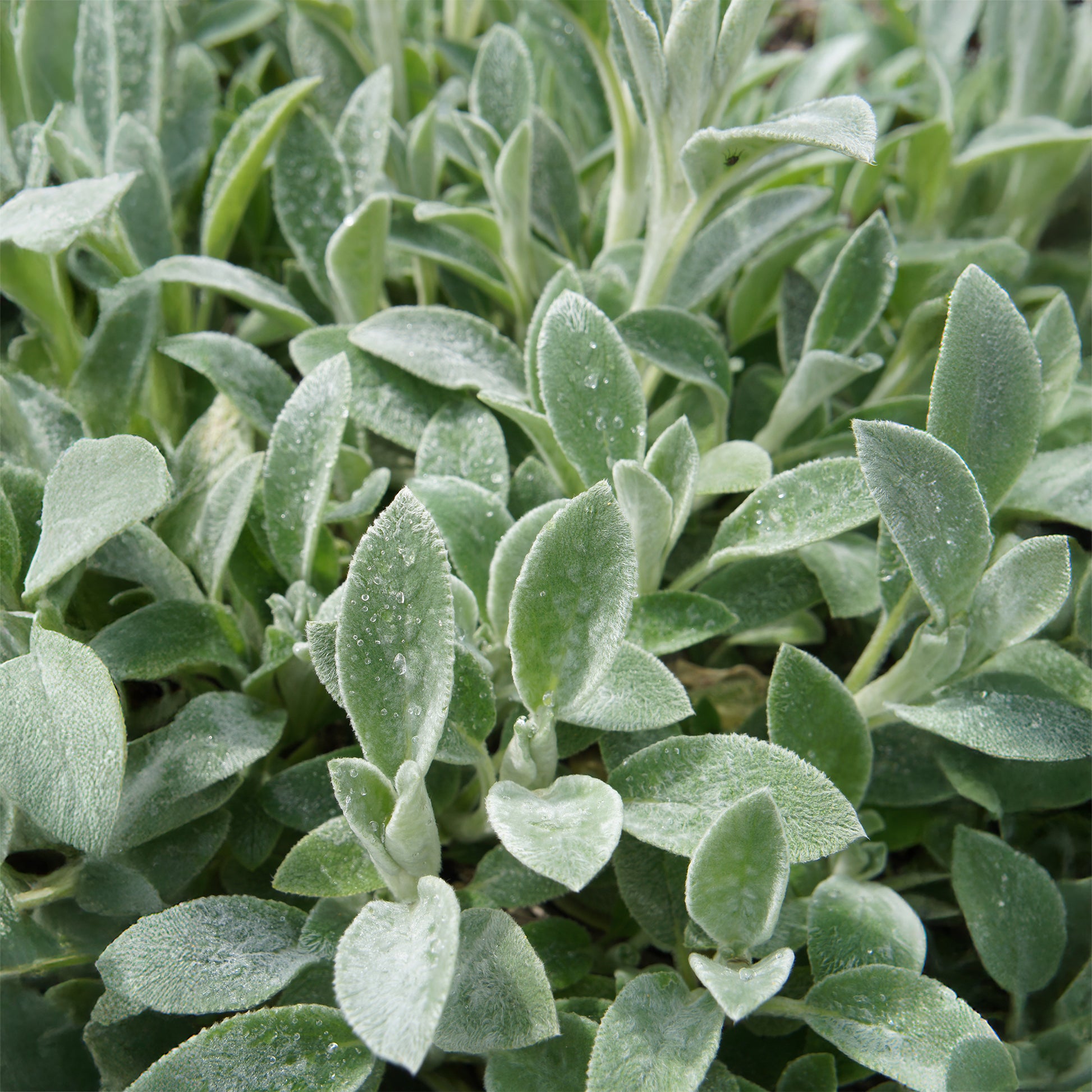 Stachys byzantina Cotton Boll - Exelsoor 'Cotton Boll' - 