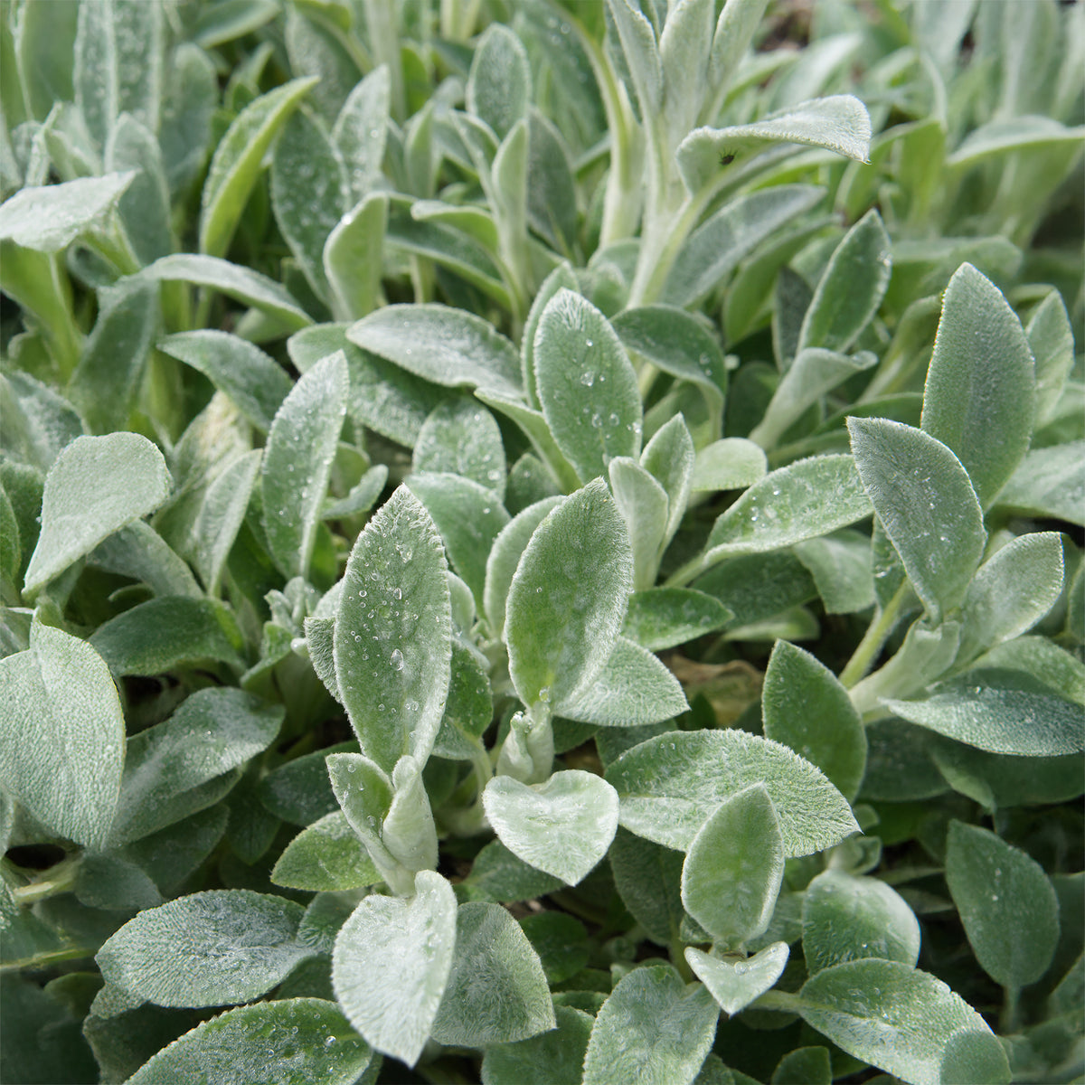 Vaste planten - Exelsoor 'Cotton Boll' - Stachys byzantina Cotton Boll