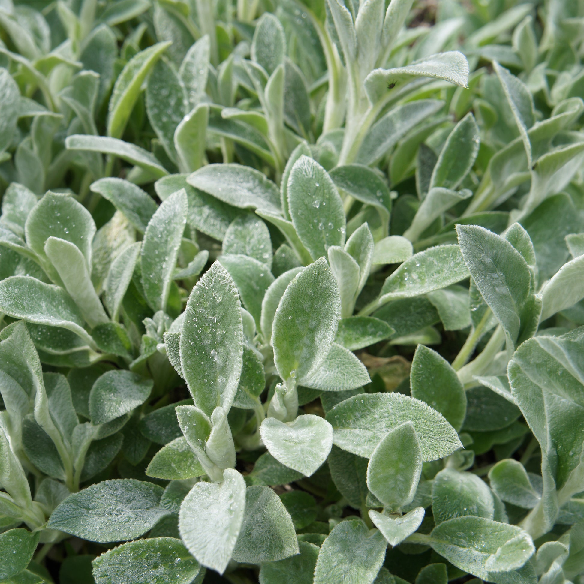 Ezelsoor - Stachys byzantina - Bakker