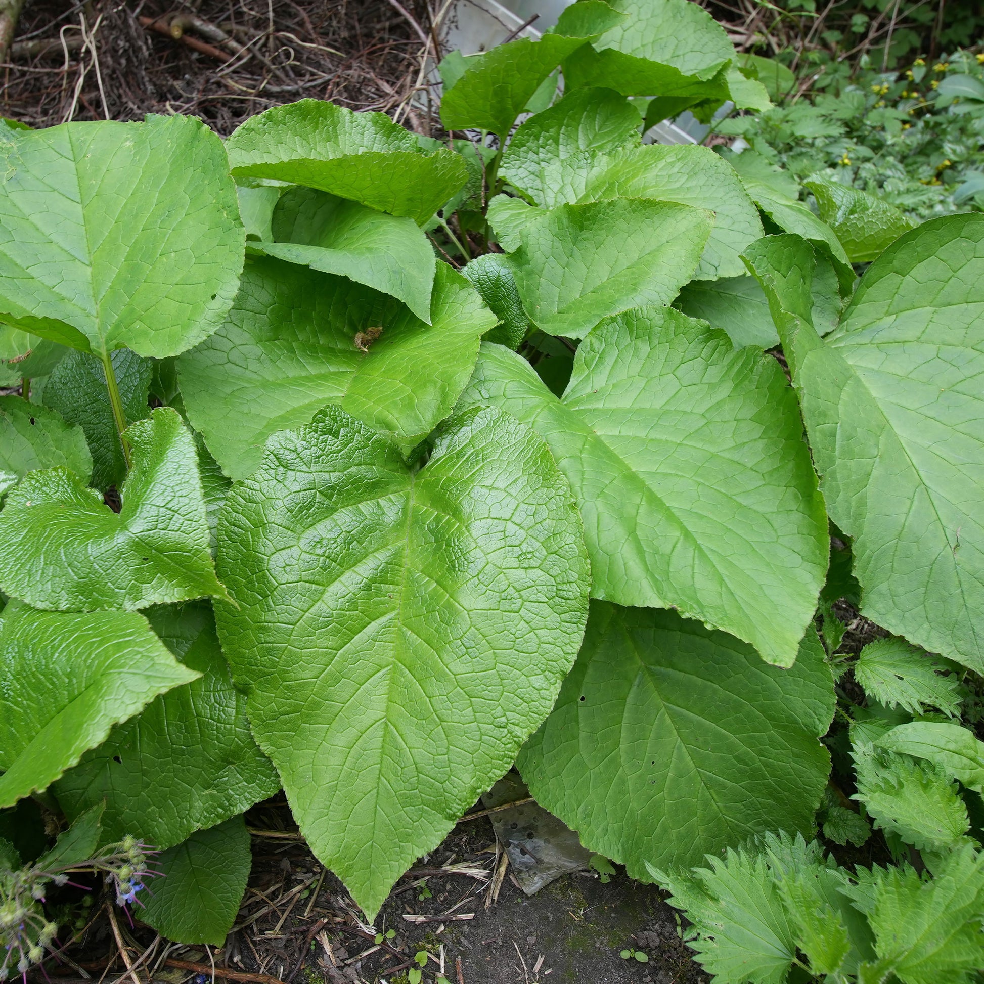 Oriëntaals komkommerkruid - Trachystemon orientalis - Bakker