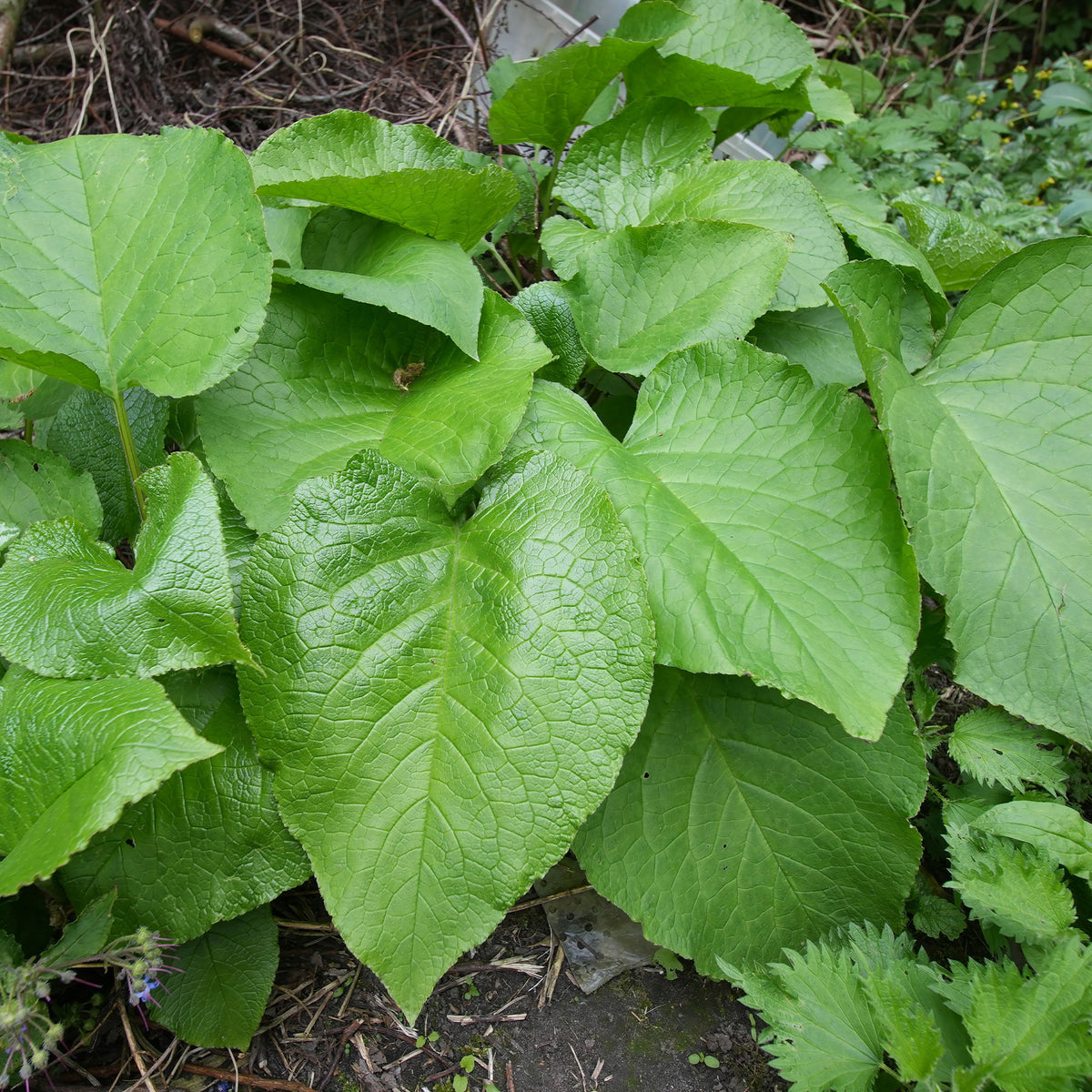 Oriëntaals komkommerkruid - Trachystemon orientalis - Bakker