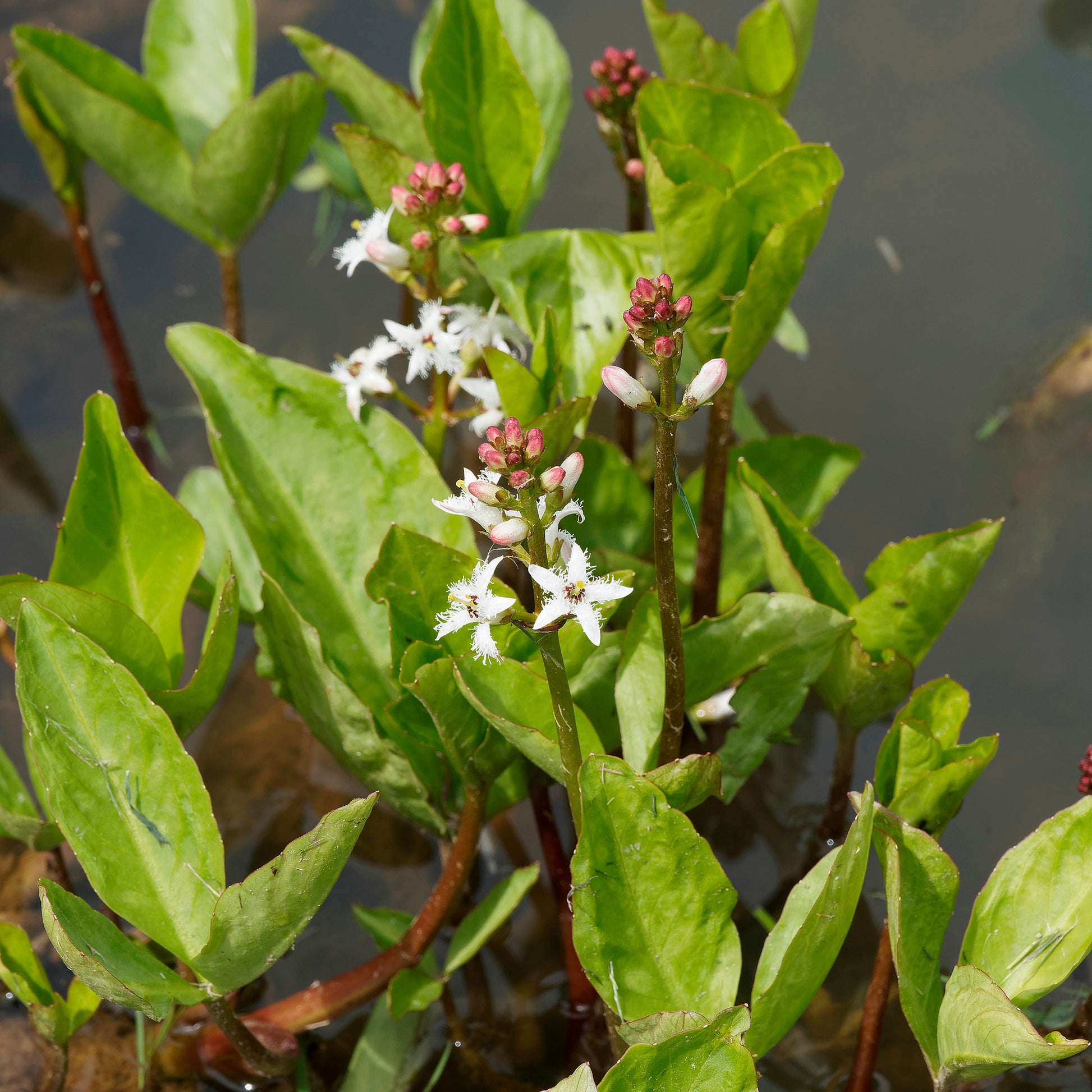 Waterdrieblad - Menyanthes trifoliata - Bakker