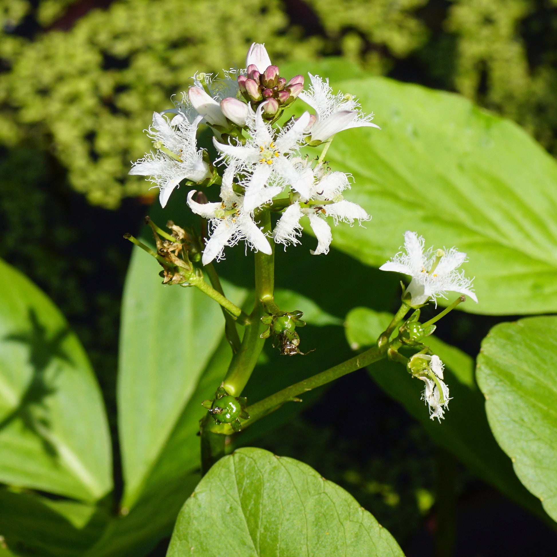 Waterplanten voor vijvers - Waterdrieblad - Menyanthes trifoliata