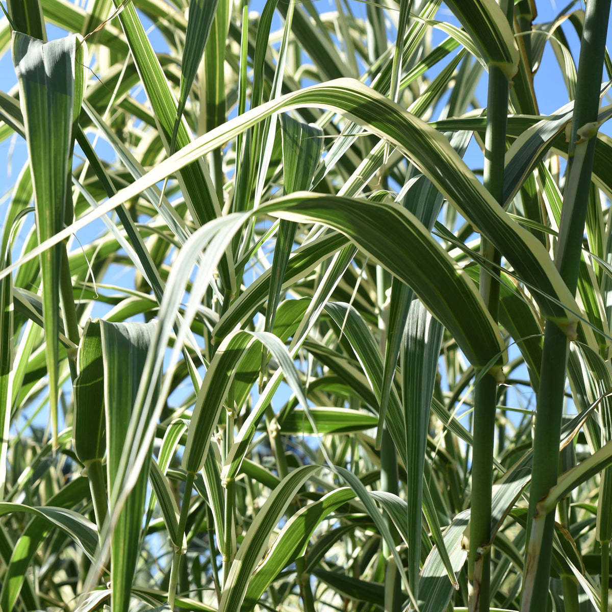 Rietgras Variegatus - Phragmites australis variegatus - Bakker