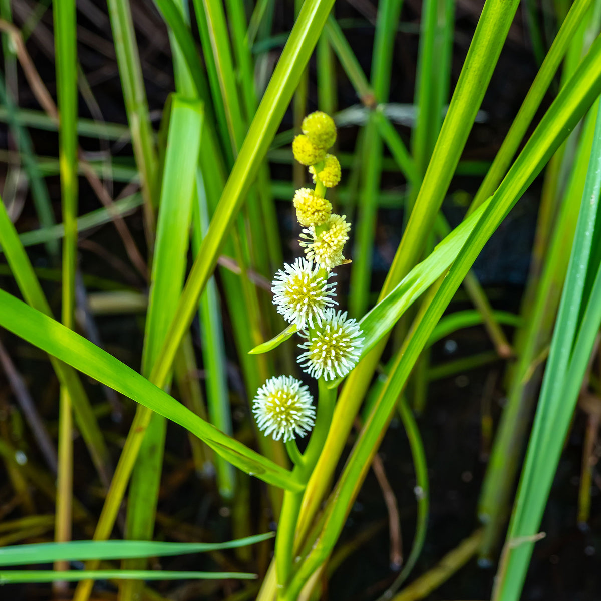 Sparganium erectum - Grote egelskop Sparganier - Waterplanten voor vijvers