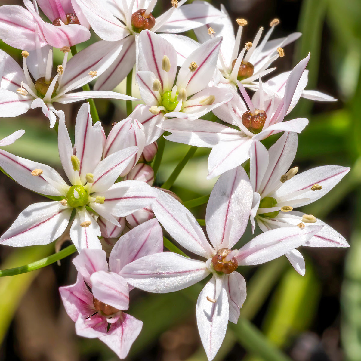 Tulipa ice cream, allium cameleon - Bloembollenmix 'Tulp 'Ice Cream'& Allium 'Cameleon' (x15) - Tulpen