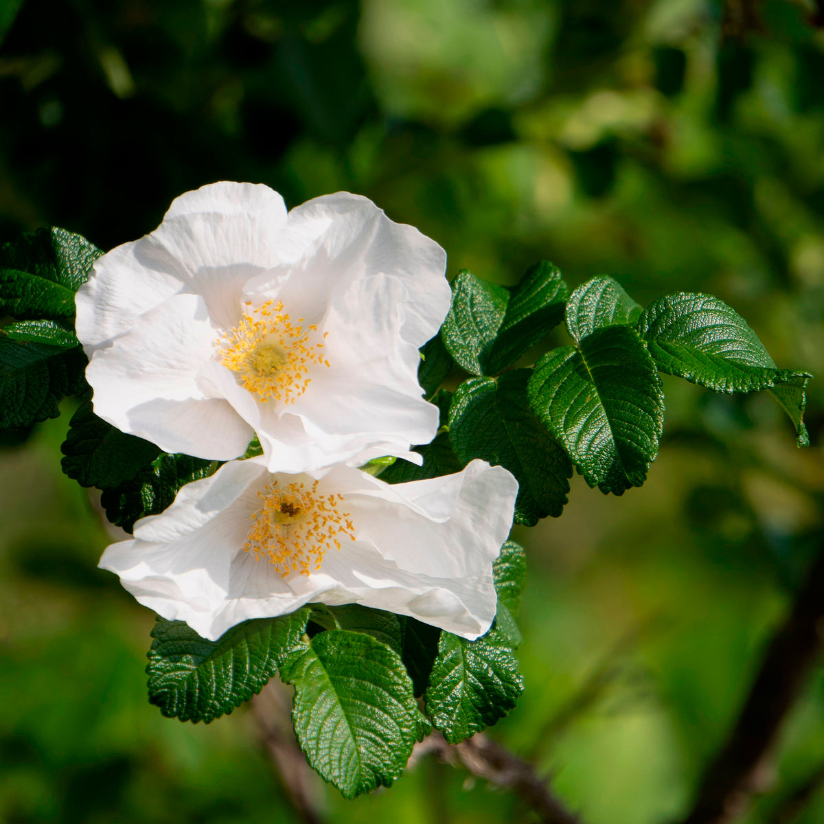 Rosa rugosa alba - Wilde roos 'Alba, Japanse roos - Rozen
