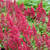Pluimspirea Fanal - Astilbe arendsii Fanal - Bakker