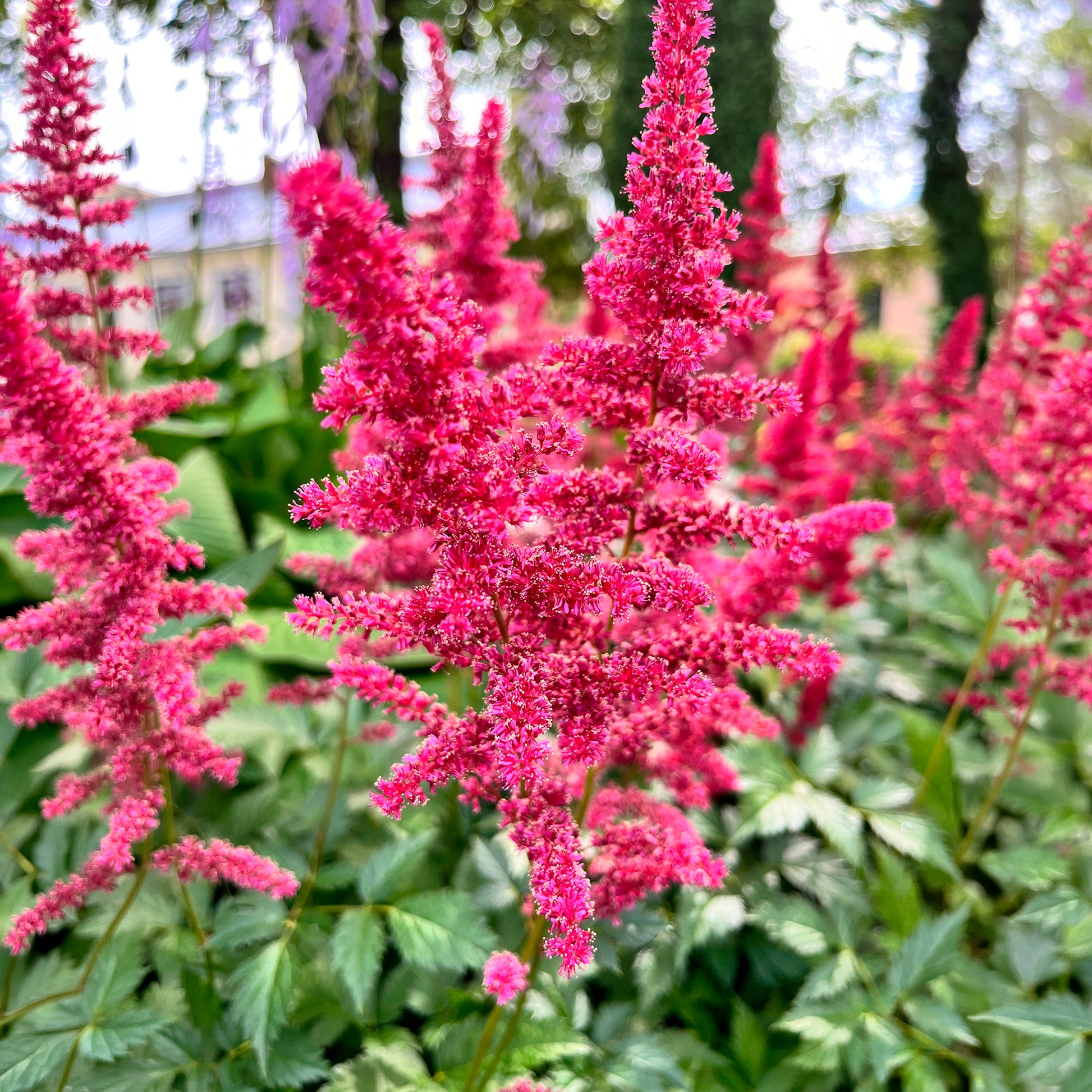 Pluimspirea Fanal - Astilbe arendsii Fanal - Bakker