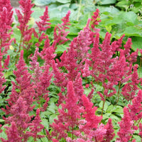 Astilbe - Pluimspirea - Pluimspirea Fanal - Astilbe arendsii Fanal