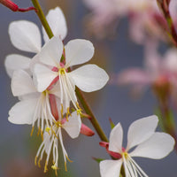 Verkoop Prachtkaars Corrie's Gold - Gaura lindheimeri Corrie's Gold