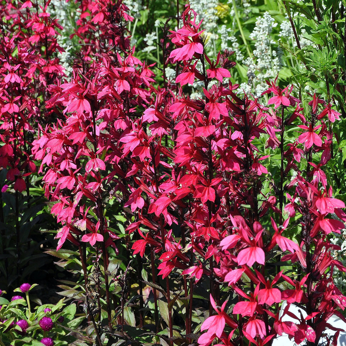 Lobelia 'Russian Princess' - Bakker