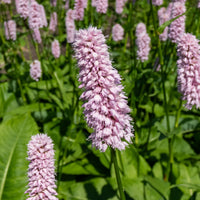 Persicaria bistorta Superba - Duizendknoop 'Superba' - Vaste planten