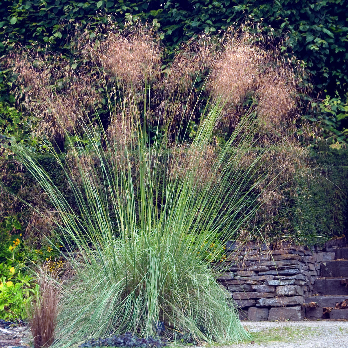 Vedergras Avoine - Stipa gigantea - Bakker