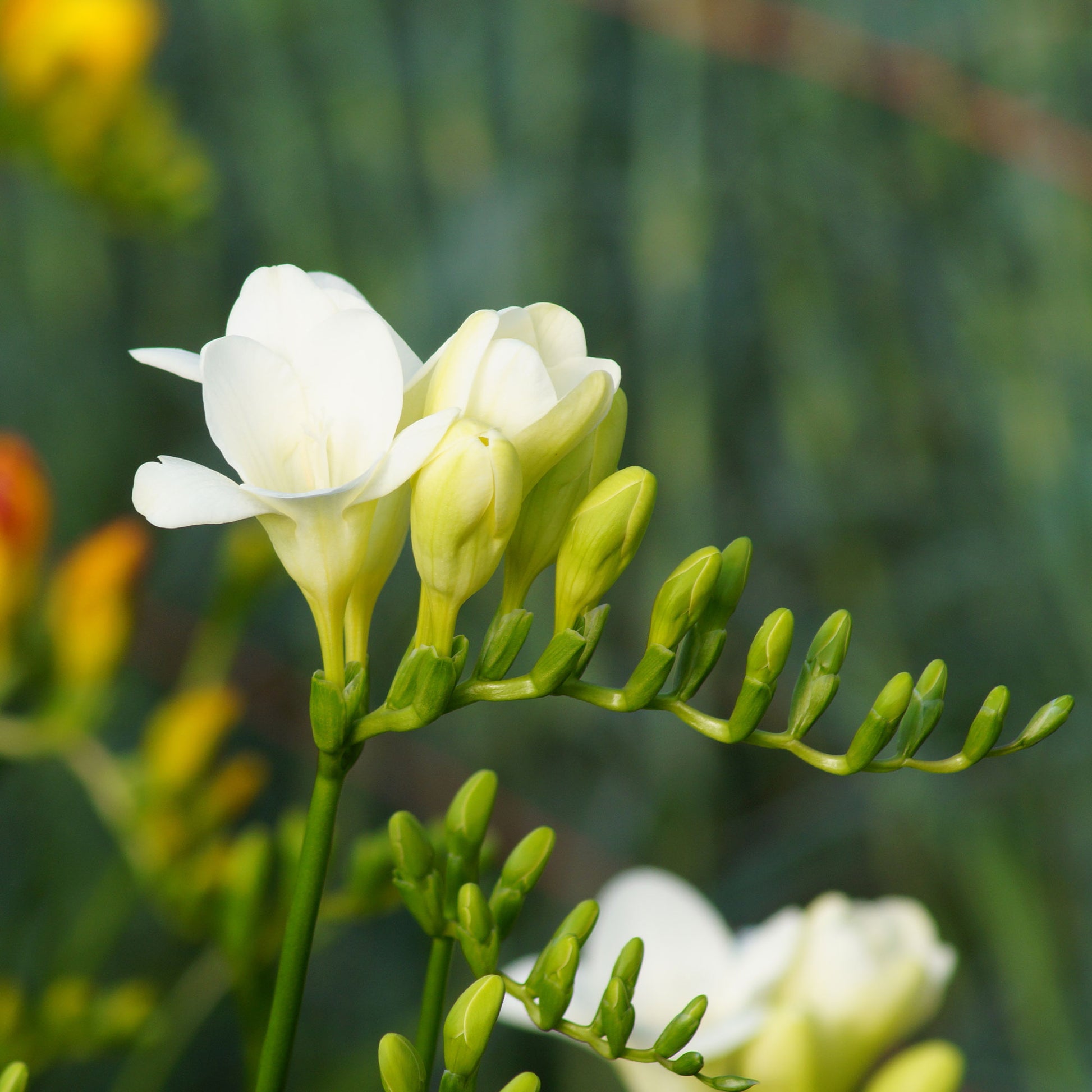 Enkele Witte Freesia - Freesia 'white' - Bakker