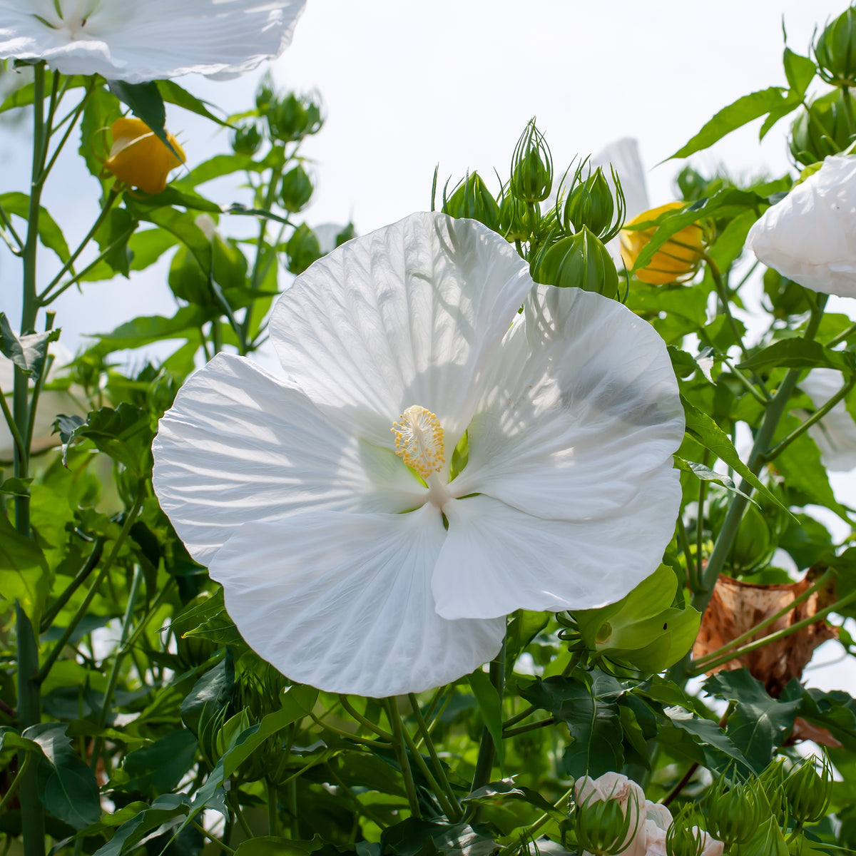 Altheastruik 'Extreme Pure White' - Hibiscus moscheutos extreme pure white ® (improved) - Bakker