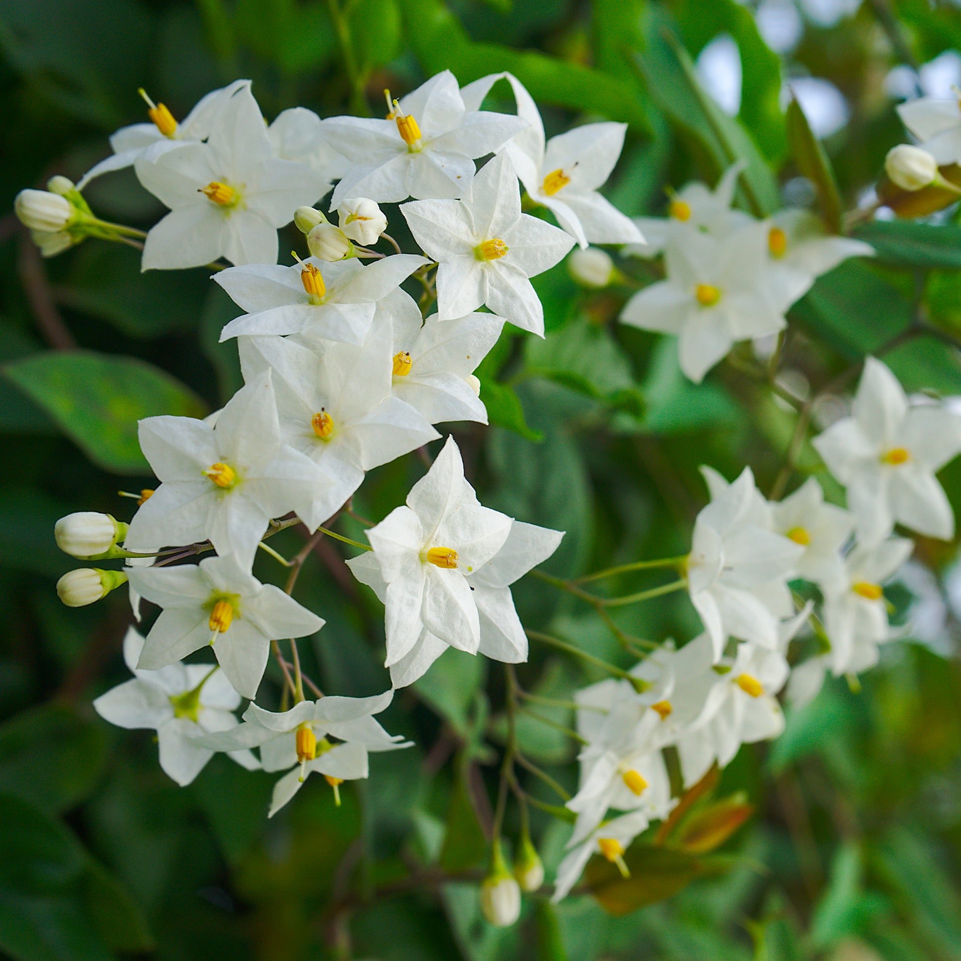 Klimmende nachtschade - Solanum jasminoides - Tuinplanten