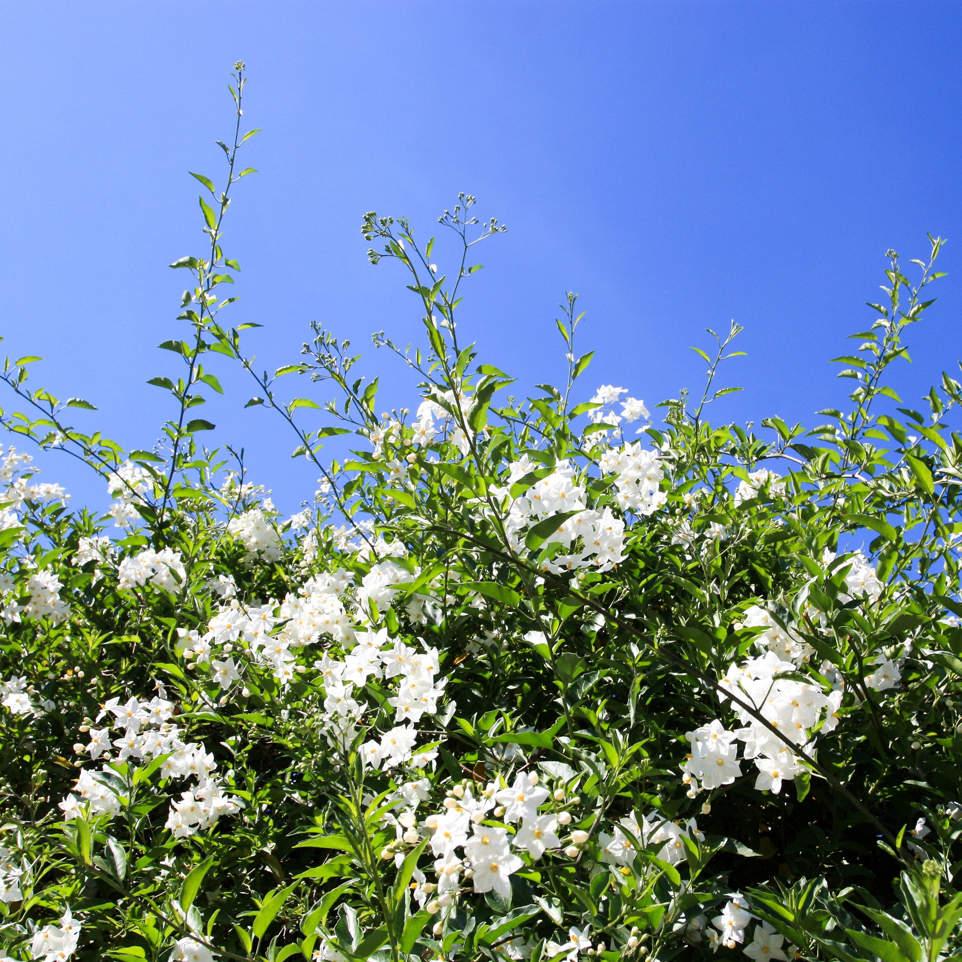 Klimmende nachtschade - Solanum jasminoides - Tuinplanten