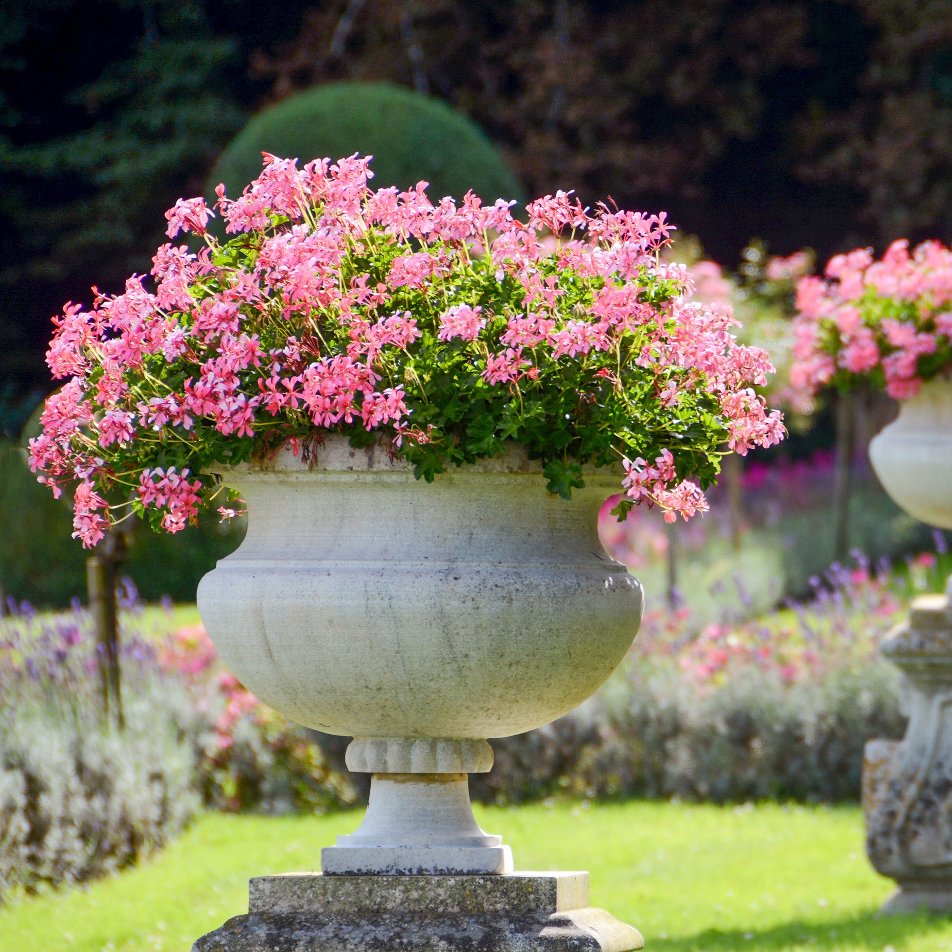 Hangende geranium - roze - Pelargonium peltatum - Bakker