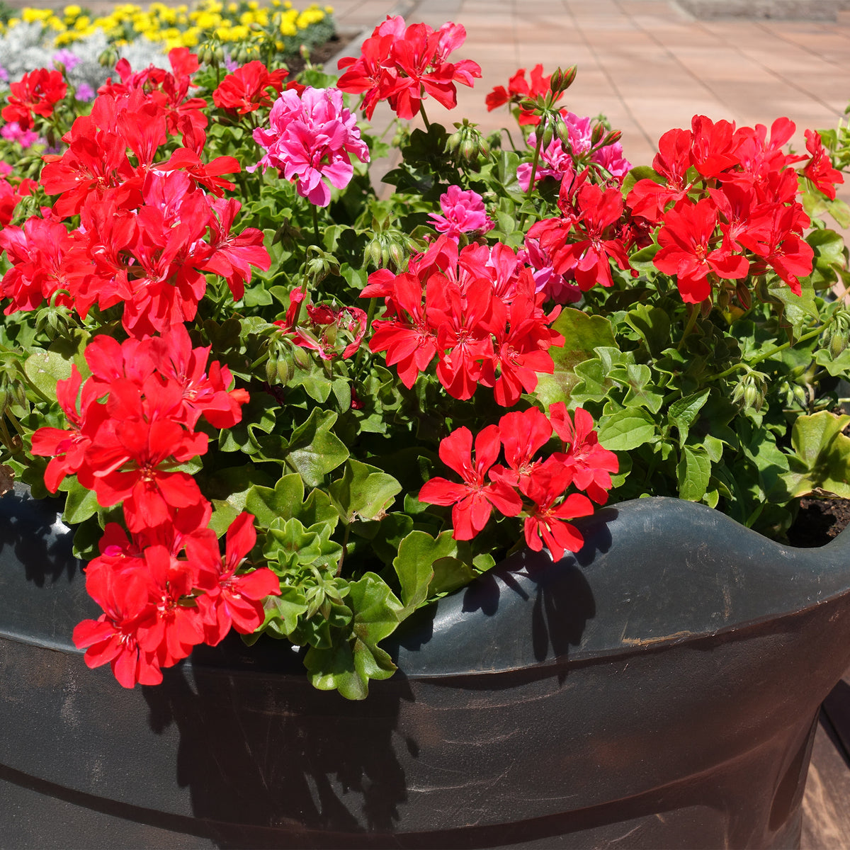 Hanggeranium