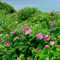 Verkoop Wilde roos 'Rubra' - Rosa rugosa rubra