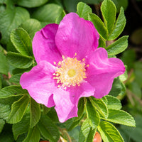 Wilde roos 'Rubra' - Rozen - Bakker