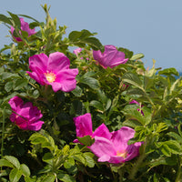 Verkoop Wilde roos 'Rubra'