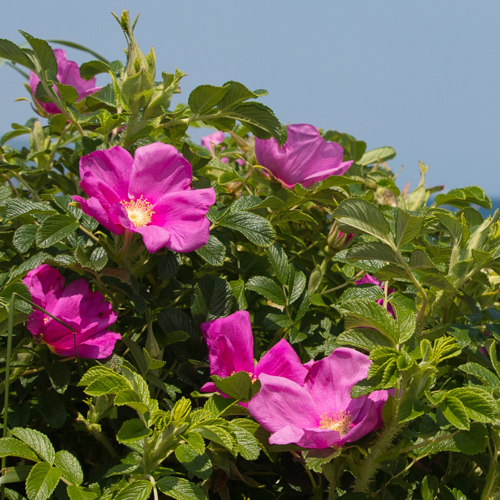 Verkoop Wilde roos 'Rubra'