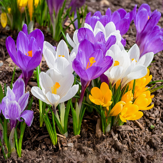 100 Krokus Grootbloemig gemengd