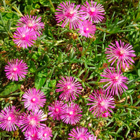 Delosperma cooperi - Ijsbloem - 