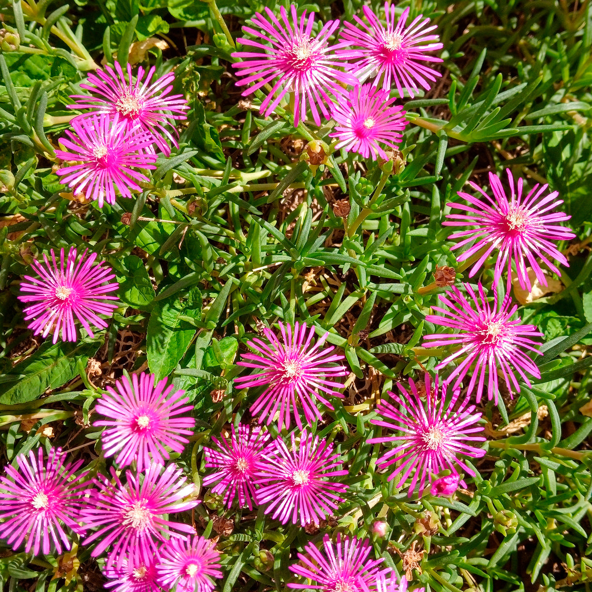 Delosperma cooperi - Ijsbloem - Vaste bodembedekkers