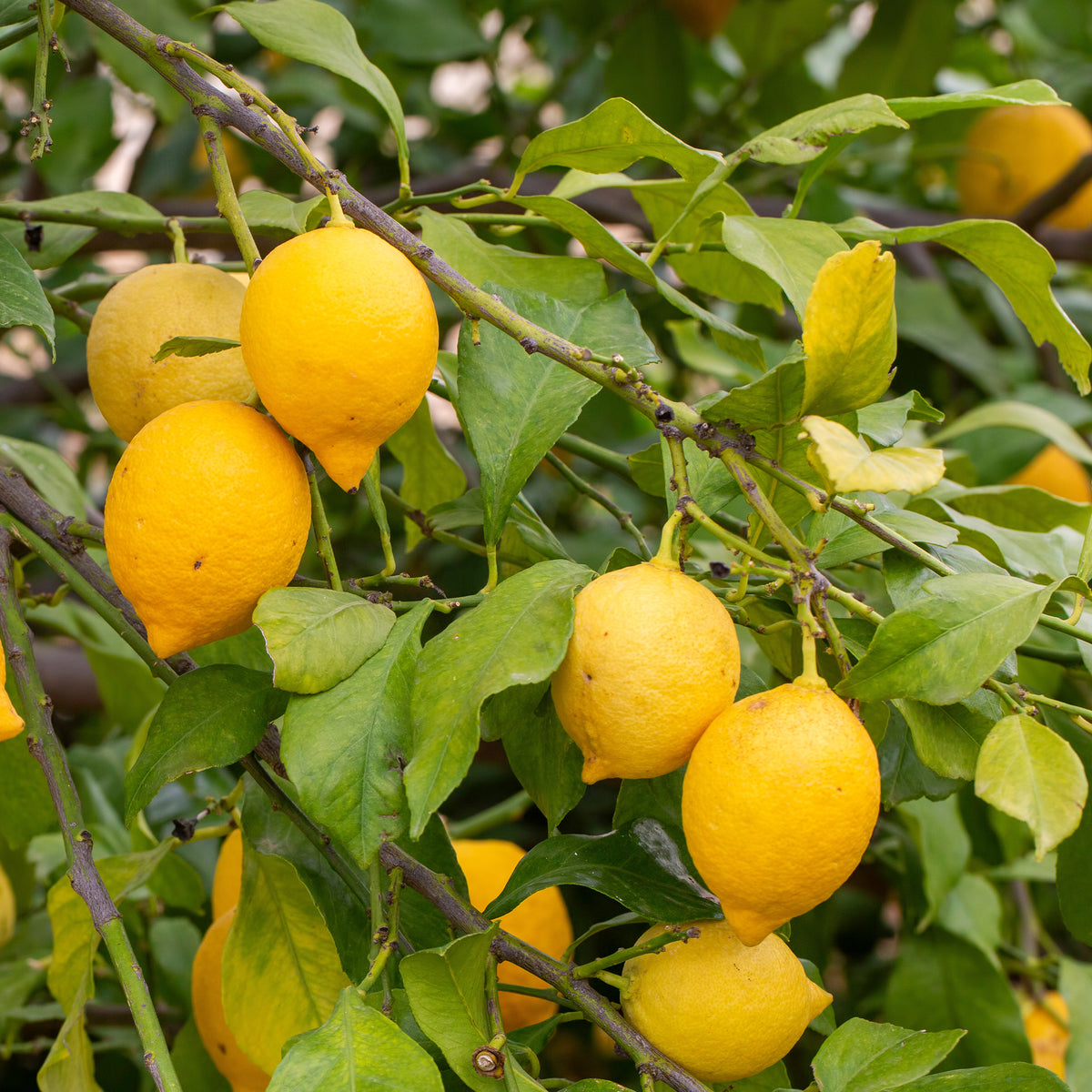 Citrus limon - Citroenboom - Citroenbomen